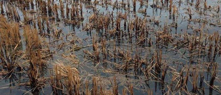土壤污染 土壤污染