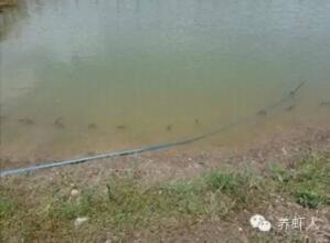  池塘土壤修复方法